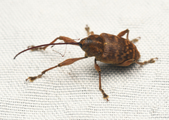 Curculio proboscideus