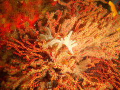 Melithaea rubra