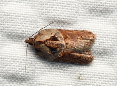 Acleris inana