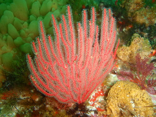 Eunicellidae