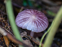 Mycena holoporphyra