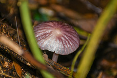 Mycena holoporphyra