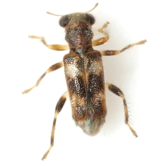 Phyllobaenus obscurus