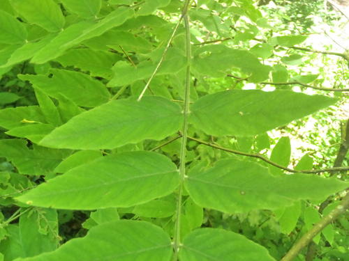 Broad-Leaved Fibre Bush (Englerodaphne ovalifolia)