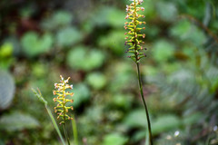 Cranichis ciliata