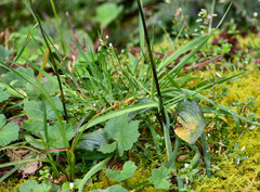 Cranichis ciliata