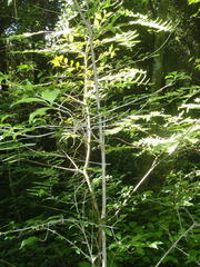 Englerodaphne ovalifolia