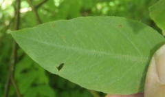 Englerodaphne ovalifolia