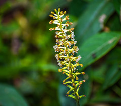 Cranichis ciliata