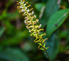 Cranichis ciliata