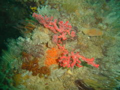 Melithaea rubra