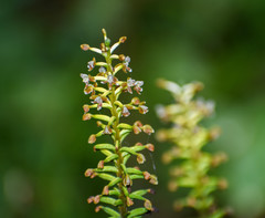 Cranichis ciliata