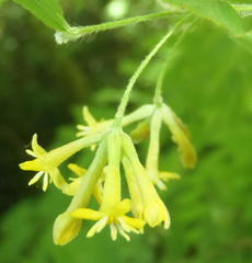 Englerodaphne ovalifolia