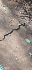 Bothrops moojeni