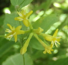 Englerodaphne ovalifolia