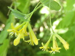 Englerodaphne ovalifolia