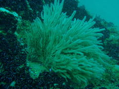 Melithaea rubra