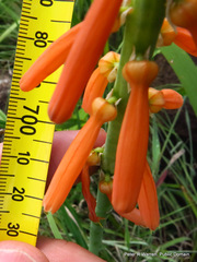 Kniphofia laxiflora