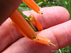 Kniphofia laxiflora