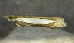 Crambus watsonellus