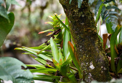 Guzmania gloriosa