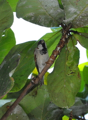 Passer domesticus