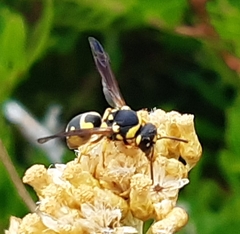 Parodontodynerus ephippium