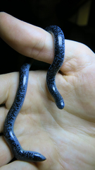 Afrotyphlops schlegelii