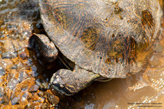 Phrynops williamsi