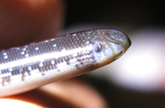 Afrotyphlops schlegelii