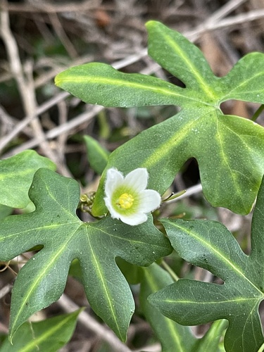 Diplocyclos tenuis