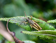 Aspidophyma americana