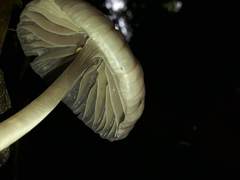 Mycena holoporphyra