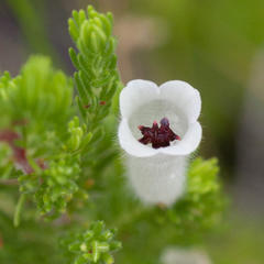 Erica perspicua