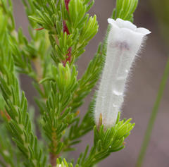 Erica perspicua