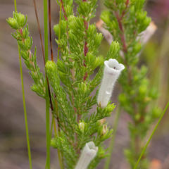 Erica perspicua