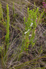 Erica perspicua