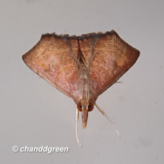 Hemiscopis sanguinea
