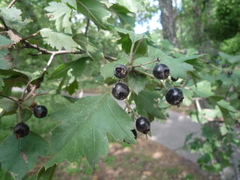 Crataegus nigra