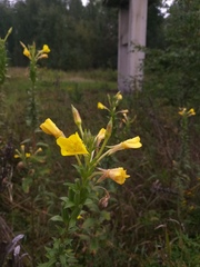Oenothera × fallax