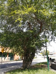 Pithecellobium dulce