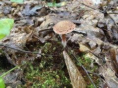 Austroboletus gracilis