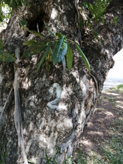 Pithecellobium dulce