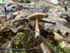 Austroboletus gracilis