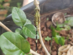 Orthetrum sabina