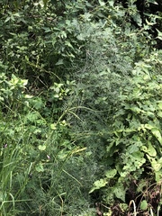 Arracacia tolucensis multifida