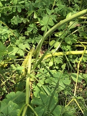 Arracacia tolucensis multifida