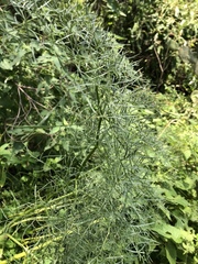 Arracacia tolucensis multifida
