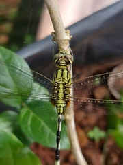 Orthetrum sabina