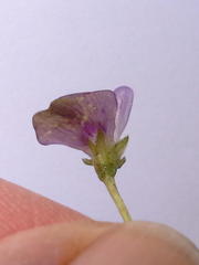 Psoralea repens